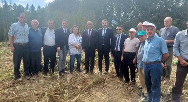 Tescilli kenevirde hasat zamanı