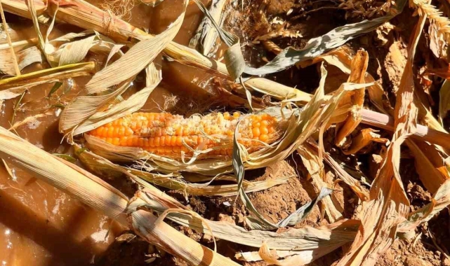 Yaban domuzları mısır tarlasına zarar verdi