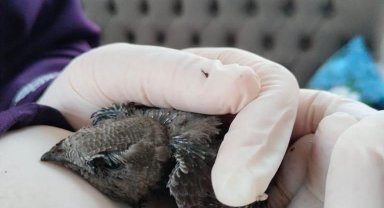 Yaralı ebabil kuşuna şefkat