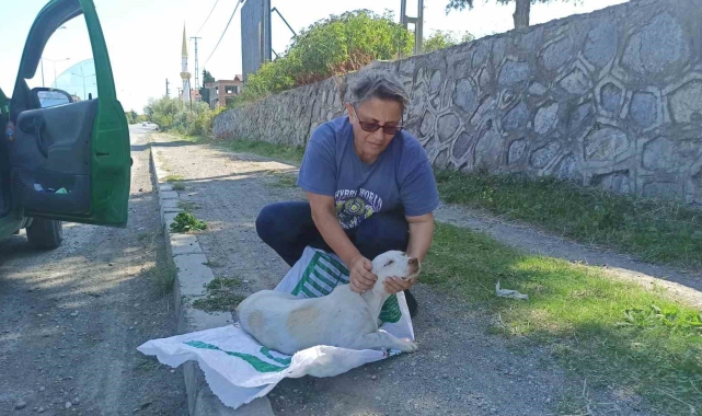 Yolda bulduğu köpeği tedavi ettirip koruma altına aldı