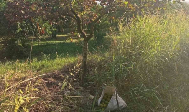 Zeytin hırsızları yakalandı