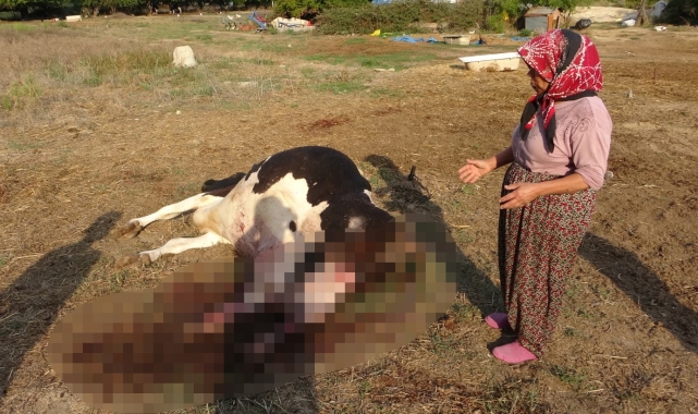 100 bin lira değerindeki Holstein cinsi inek köpekler tarafından telef edildi