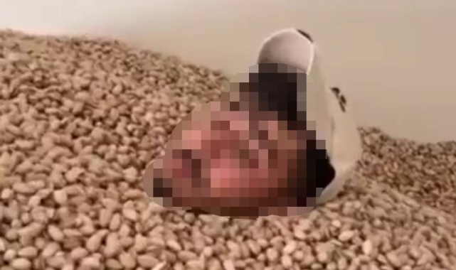 2 ton fıstığa el konuldu