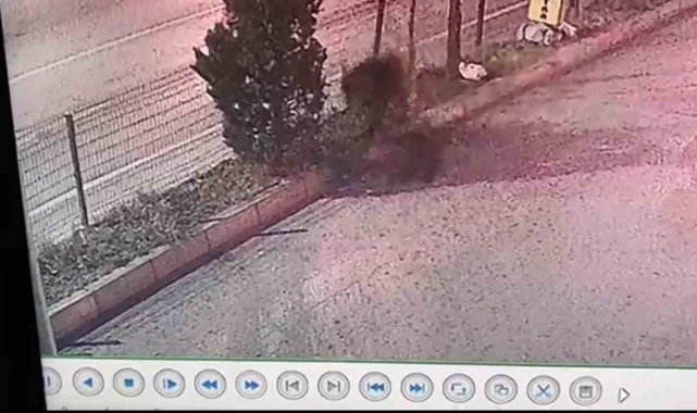 Anne ayı ve yavrusu Safranbolu'yu mesken tuttu