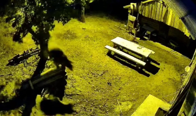 Armut ağacına çıkarak karınlarını doyuran ayılar kameraya yansıdı