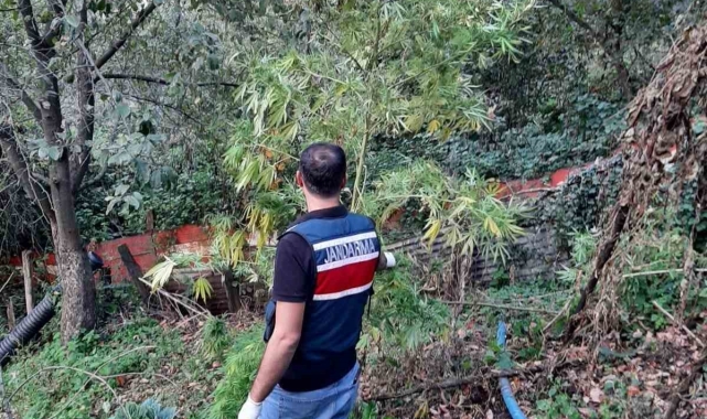 Artvin'de jandarmadan uyuşturucu operasyonu