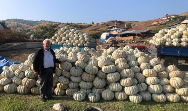 Bilecik'te kestane kabağı üretiminde bu yıl rekor artış yaşandı