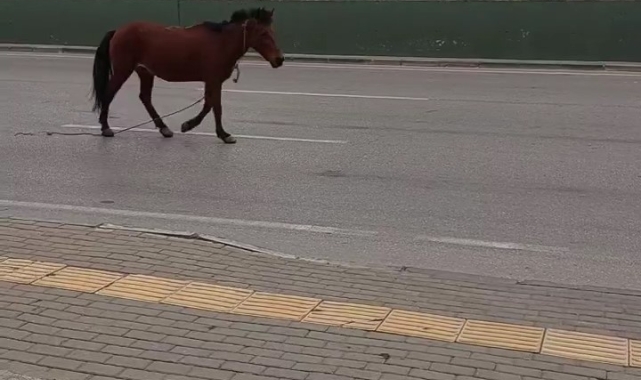 Bursa'da anayola çıkan at tehlike saçtı