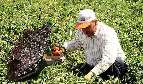 ÇİFTÇİYE KAHVERENGİ KOKARCA BÖCEĞİ UYARISI