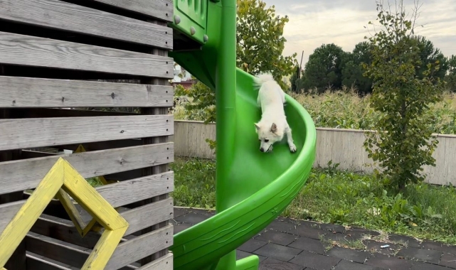 Çocuklar gibi kaydıraktan kayan köpek güldürdü