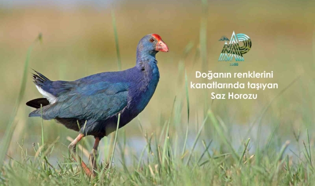 Doğanın renklerini kanatlarında taşıyan kuşlar Samsun'da gözlemleniyor