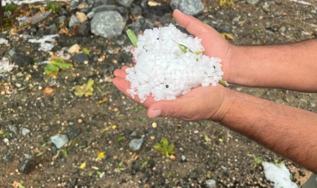 Dolu yağışı zeytin ağaçlarına zarar verdi