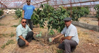 Domatesleri söktü, serasını mango bahçesine dönüştürüp 300 yıllık yatırım yaptı