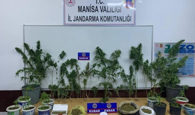 Ev ve tarlalarında kenevir yetiştiren şahıslar yakalandı