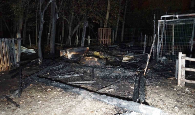 İlçenin maskotu haline gelen "Pamuk" isimli lama, çıkan yangın sonucu telef oldu