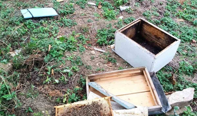 İlçeye kadar inen ayı kovanları parçaladı, incir ağaçlarına zarar verdi