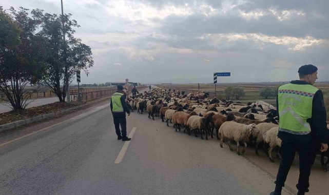 Jandarma ekipleri hayvanlar için güvenli geçiş sağladı