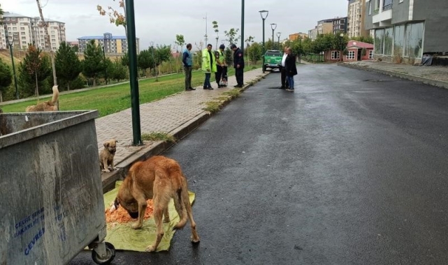 Jandarma ekipleri sokak hayvanlarını besledi