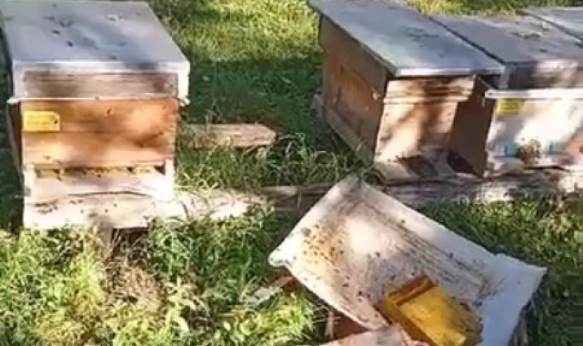 Kastamonu'da ayı, arı kovanlarını parçaladı