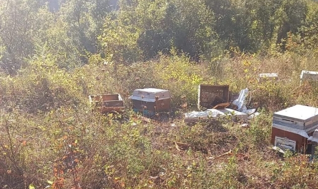 Kastamonu'da ayı, iki arı kovanını parçaladı