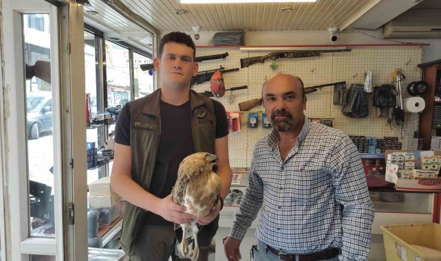 Kastamonu'da tedavisi tamamlanan kartal, doğaya salındı