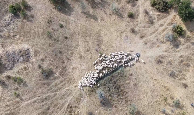 Kaybolan küçükbaş hayvan sürüsü, jandarma ekiplerince bulundu