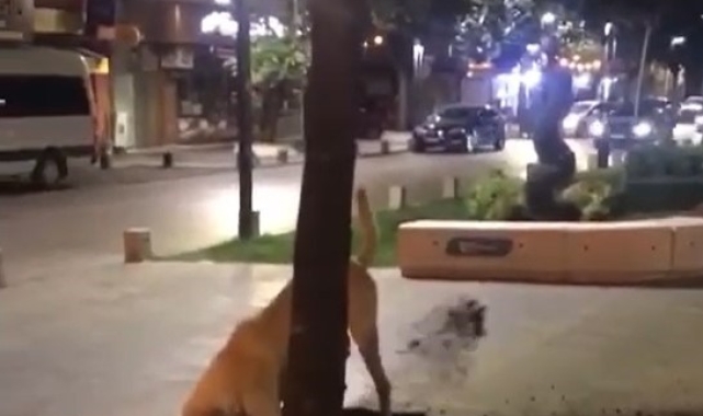 Kazılan topraklar ekipleri harekete geçirmişti, bakın altından kim çıktı