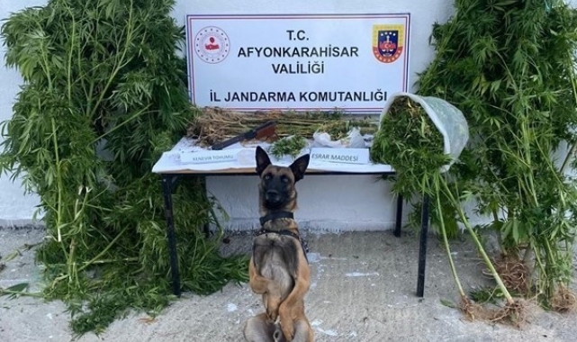 Kenevir hasadı yaparken suçüstü yapıldı