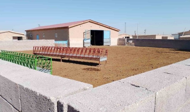 Konya'da ağıla giren kurt koyunları telef etti