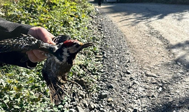 KORUMA ALTINA ALINDI!