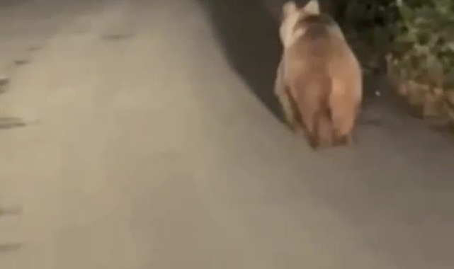 Köy yoluna çıkan ayı kamerada