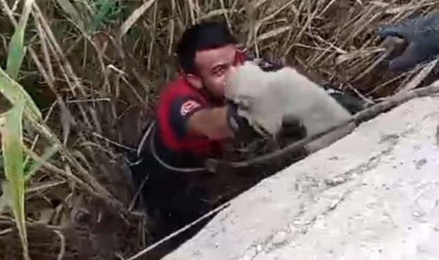 Kurtarılan yavru köpeklerin sevgi gösterisi yürekleri ısıttı