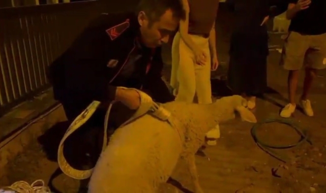 Kuyuya düşen kuzunun imdadına itfaiye yetişti