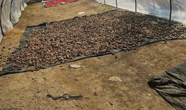 Motosikleti sazlığa sakladılar, suçüstü yakalandılar