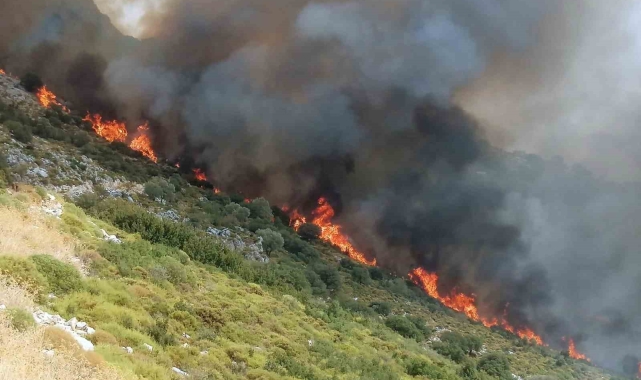 Muğla'da orman yangını