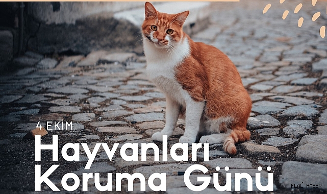 ÖNLEM'DEN 4 EKİM HAYVANLARI KORUMA GÜNÜ MESAJI