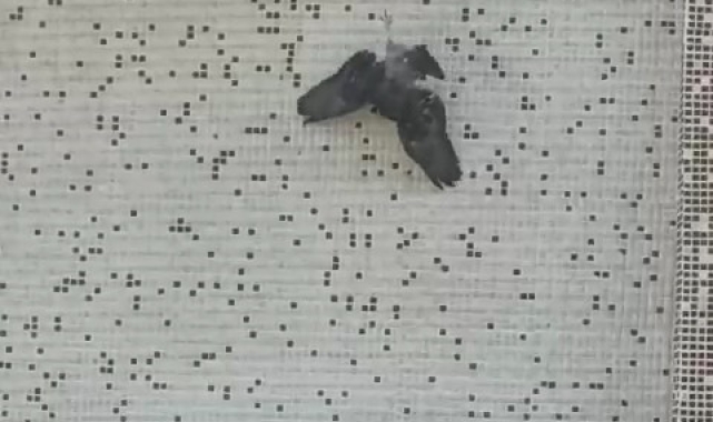 Pencerede ipe asılı kalan güvercini itfaiye kurtardı