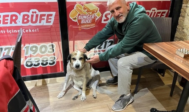 Pitbull cinsi köpeğini sokak köpeklerinin üzerine saldı, tepki gösteren vatandaşa bıçak çekti