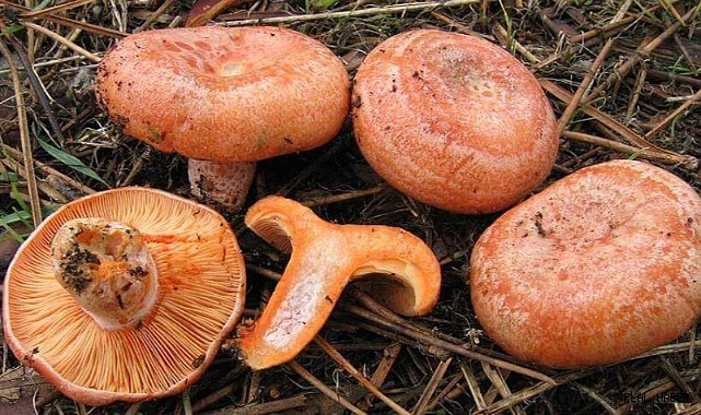 SEZONUN İLK KANLICA MANTARI SATILMAYA BAŞLANDI