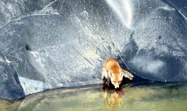 Silivri'de sondaj çukuruna düşen tilkiyi itfaiye ekipleri kurtardı