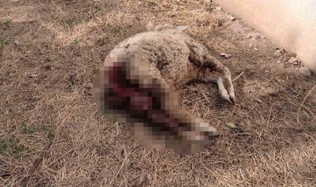 Sokak köpekleri koyunu telef etti