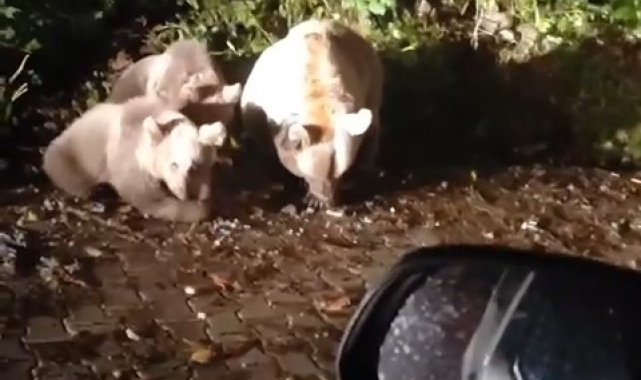 Uludağ'ın meşhur yavru ayıları büyüdü