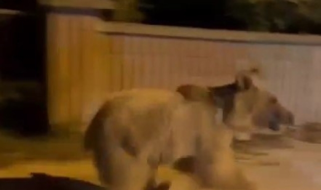 Vatandaşlar ilçe merkezinde gördükleri ayıyı kovaladı