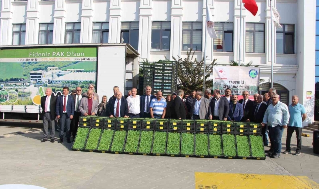 Yalova'da çiftçilere 595 bin kıvırcık fidesi dağıtıldı