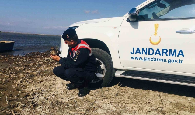 Yaralı ördek jandarma ekiplerince kurtarıldı