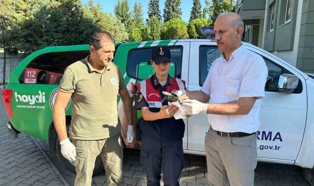 Yaralı su kaplumbağasına jandarma şefkati