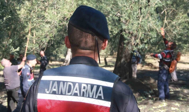 Zeytin bahçeleri jandarma tarafından iHA'lar ve Cobralar ile hırsızlık olaylarına karşı korunacak