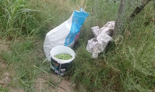 Zeytin hırsızları suçüstü yakalandı