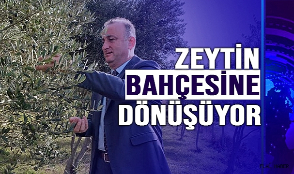 ZEYTİNLİK MAHALLESİ ÖZLEDİĞİ GÜNLERİNE KAVUŞUYOR
