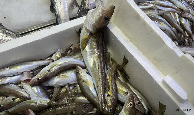 300 GRAMLIK MEZGİT YAKALANDI!